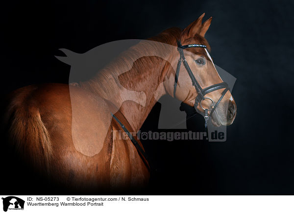 Wuerttemberg Warmblood Portrait / NS-05273