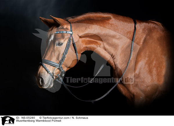 Wrttemberger Portrait / Wuerttemberg Warmblood Portrait / NS-05280