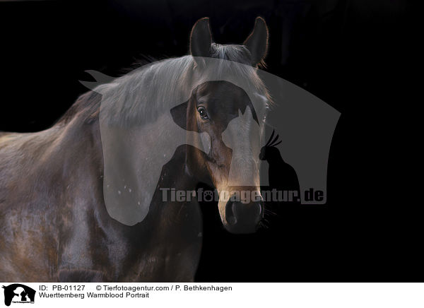 Wrttemberger Portrait / Wuerttemberg Warmblood Portrait / PB-01127