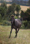 Zorse foal