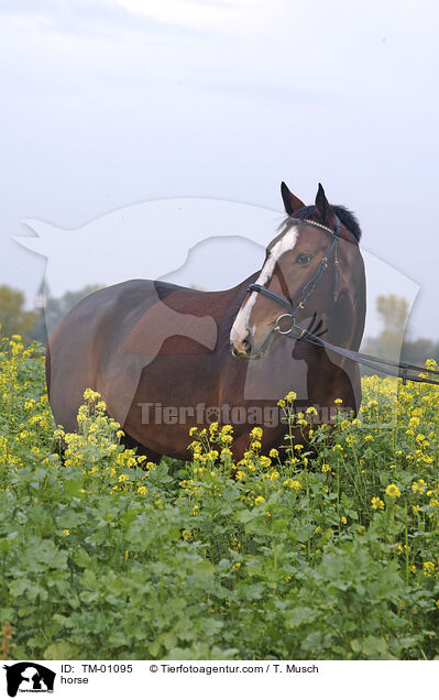 Zweibrcker / horse / TM-01095