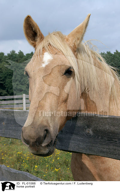 Pferdeportrait / horse portrait / FL-01066