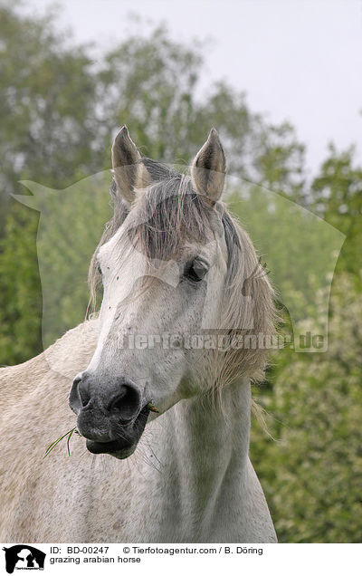 grasender Araber / grazing arabian horse / BD-00247