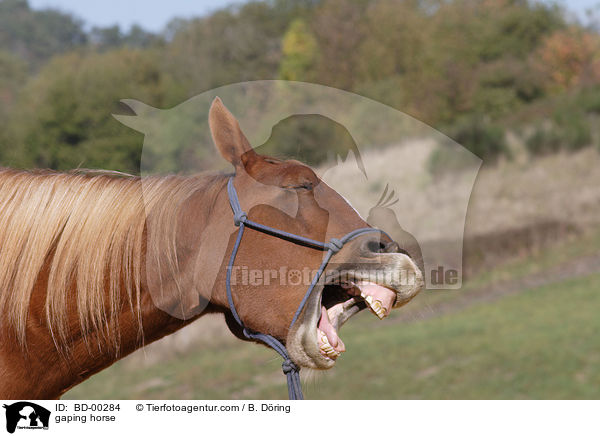 ghnendes Quarter Horse / gaping horse / BD-00284