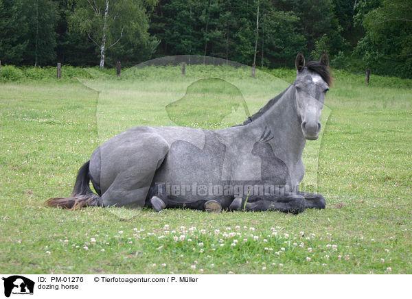 ruhendes Pferd / dozing horse / PM-01276