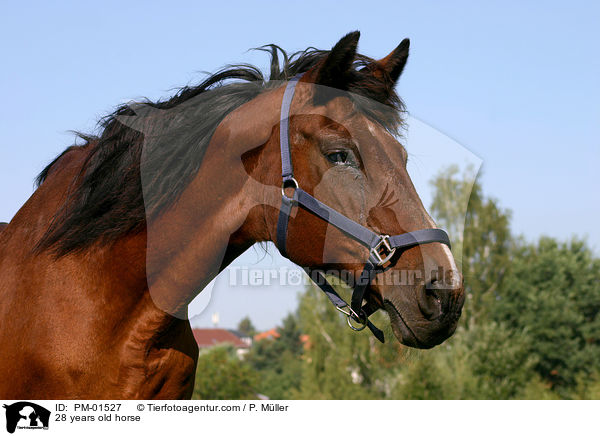 28 jhriges Pferd / 28 years old horse / PM-01527