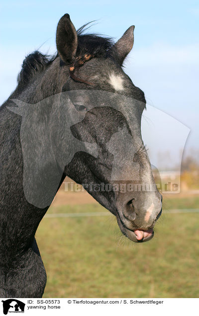 yawning horse / SS-05573