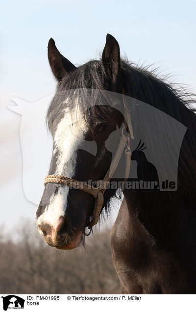 Pferd / horse / PM-01995