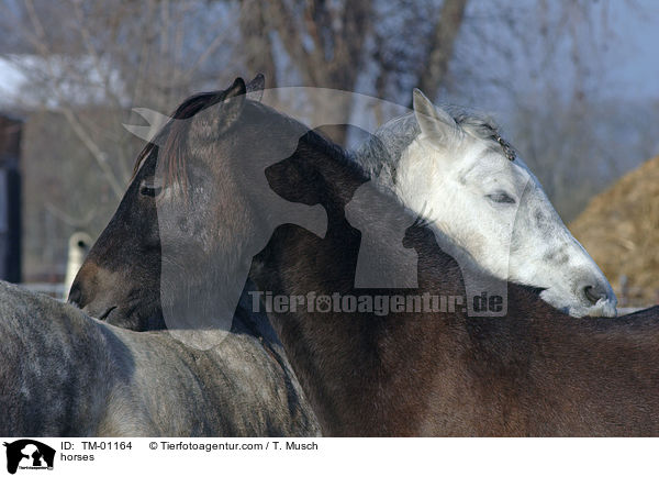 Pferde beim putzen / horses / TM-01164