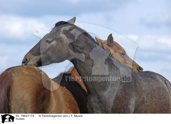 Pferde beim putzen / horses / TM-01172