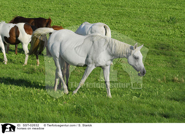 Pferde auf der Koppel / horses on meadow / SST-02632