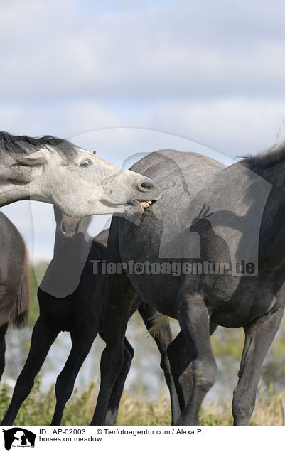 Holsteiner auf der Weide / horses on meadow / AP-02003