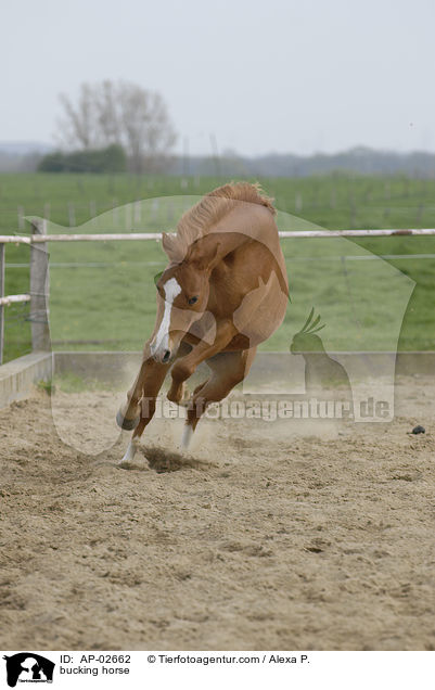 buckelndes Pferd / bucking horse / AP-02662