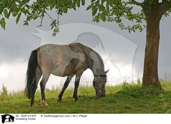 Weidendes Pferd / browsing horse / WJP-01257