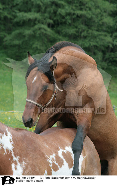 Hengst und Stute beim Deckakt / stallion mating mare / MH-01494