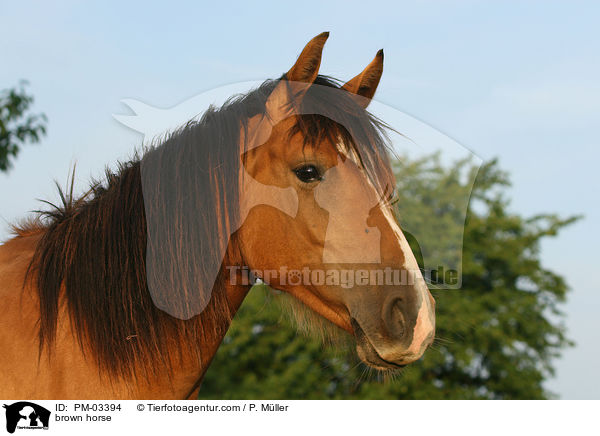 Brauner / brown horse / PM-03394