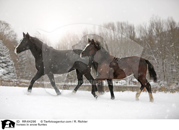 horses in snow flurries / RR-64296