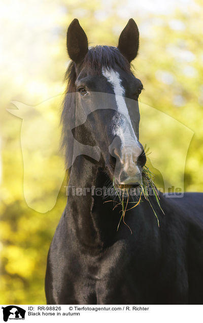 Rappe im Herbst / Black horse in autumn / RR-98826