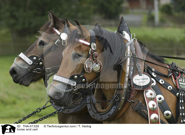 Gespann / horse and cart / THA-01326