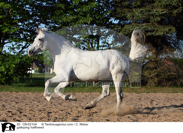 galloping halfbreed / CR-02104