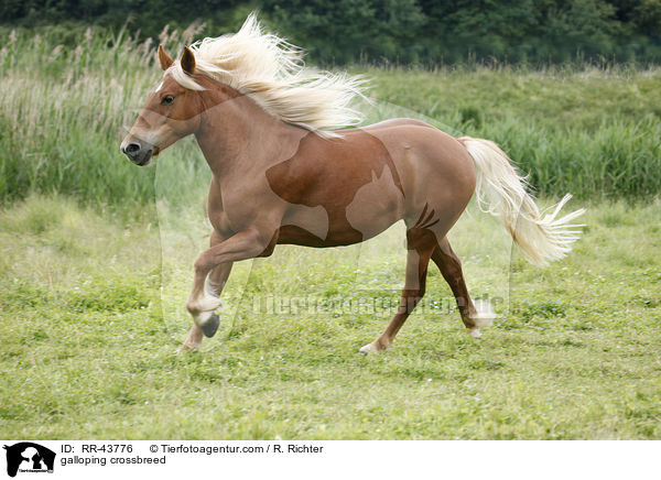 galloppierender Haflinger-Mix / galloping crossbreed / RR-43776