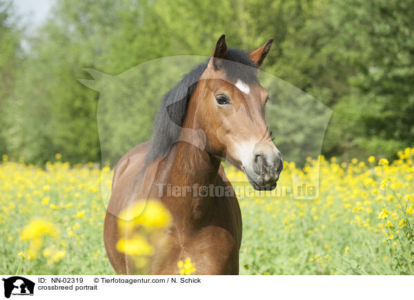 Pony-Mix Portrait / crossbreed portrait / NN-02319