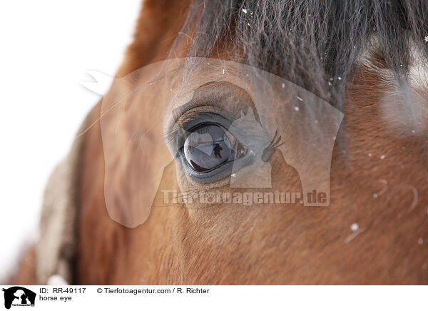 horse eye / RR-49117