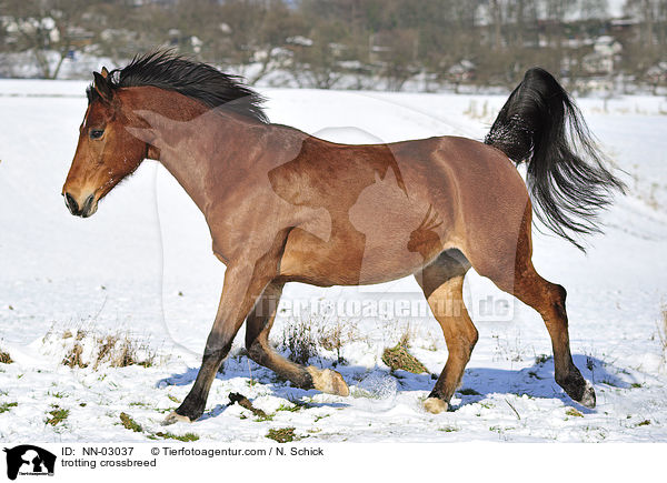 trabender Oldenburger-Araber-Mix / trotting crossbreed / NN-03037