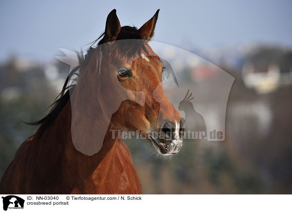 Oldenburger-Araber-Mix Portrait / crossbreed portrait / NN-03040