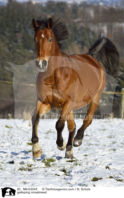 galoppierender Oldenburger-Araber-Mix / galloping crossbreed / NN-03045