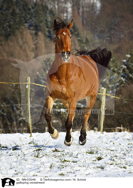 galoppierender Oldenburger-Araber-Mix / galloping crossbreed / NN-03046