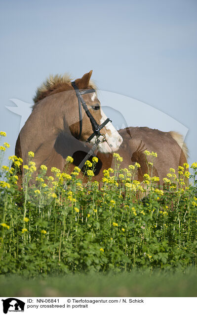 Welsh-Mix im Portrait / pony crossbreed in portrait / NN-06841