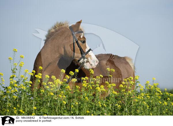 Welsh-Mix im Portrait / pony crossbreed in portrait / NN-06842