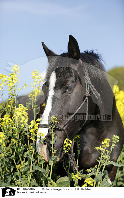 Pferd im Rapsfeld / horse in field of rape / RR-59976