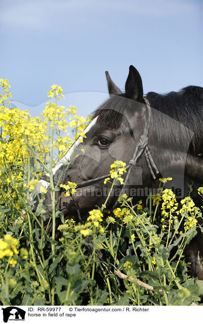 Pferd im Rapsfeld / horse in field of rape / RR-59977