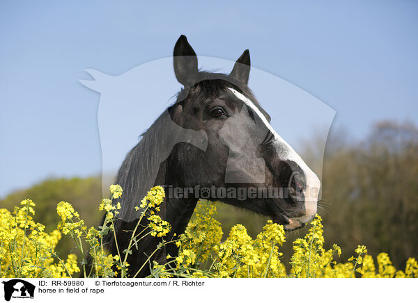 Pferd im Rapsfeld / horse in field of rape / RR-59980