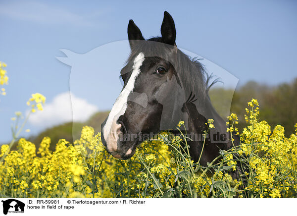 Pferd im Rapsfeld / horse in field of rape / RR-59981