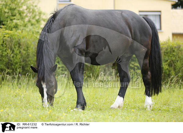 trchtige Stute / pregnant mare / RR-61232