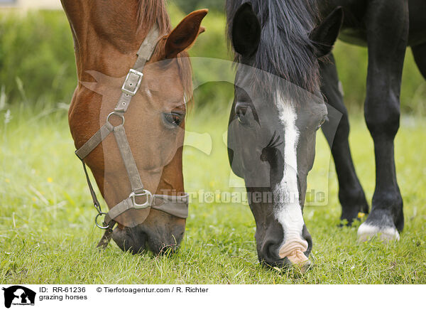 grasende Pferde / grazing horses / RR-61236