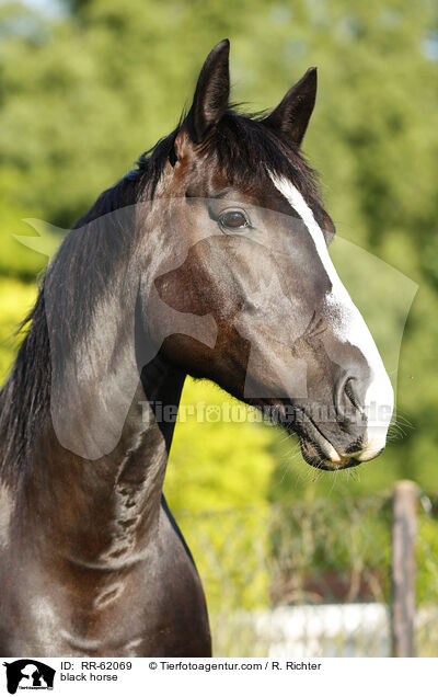 black horse / RR-62069