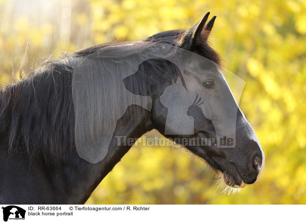 Schweres-Warmblut-Friese-Kreuzung Portrait / black horse portrait / RR-63664