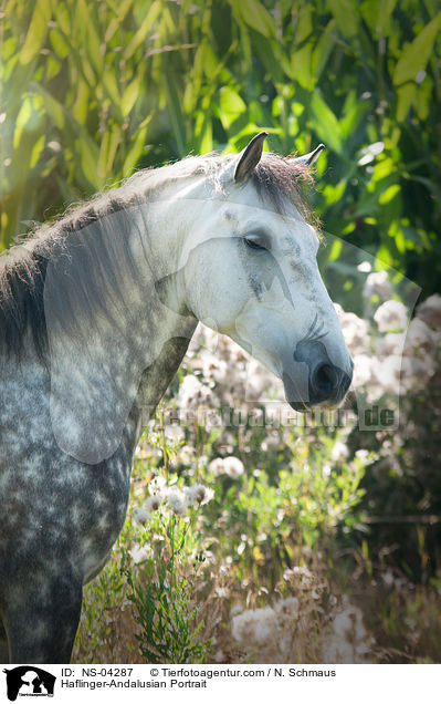 Haflinger-Andalusier Portrait / Haflinger-Andalusian Portrait / NS-04287