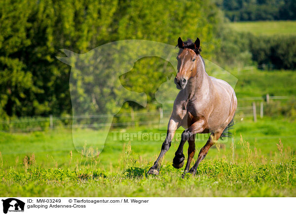 galoppierender Ardenner-Mix / galloping Ardennes-Cross / MW-03249