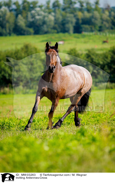 trabender Ardenner-Mix / trotting Ardennes-Cross / MW-03263