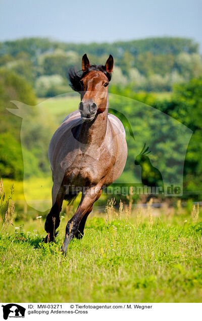 galoppierender Ardenner-Mix / galloping Ardennes-Cross / MW-03271