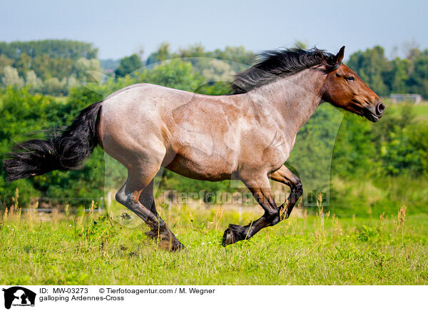 galoppierender Ardenner-Mix / galloping Ardennes-Cross / MW-03273