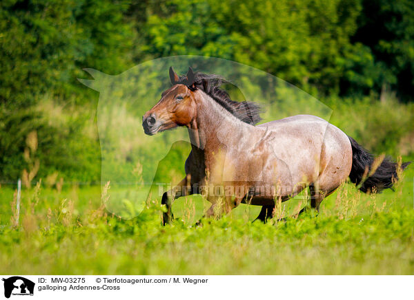 galoppierender Ardenner-Mix / galloping Ardennes-Cross / MW-03275