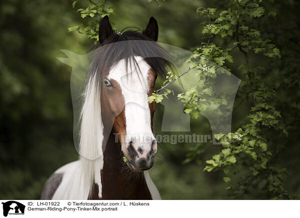 Deutsches Reitpony-Tinker-Mix Portrait / German-Riding-Pony-Tinker-Mix portrait / LH-01922