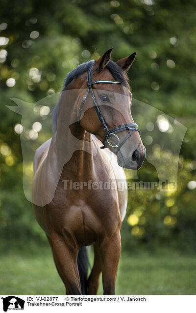 Trakehner-Cross Portrait / VJ-02877