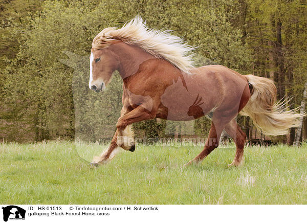 galoppierender Schwarzwlder-Mix / galloping Black-Forest-Horse-cross / HS-01513